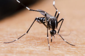 La dengue, le Zika et le Chikungunya : ce qu’il faut savoir