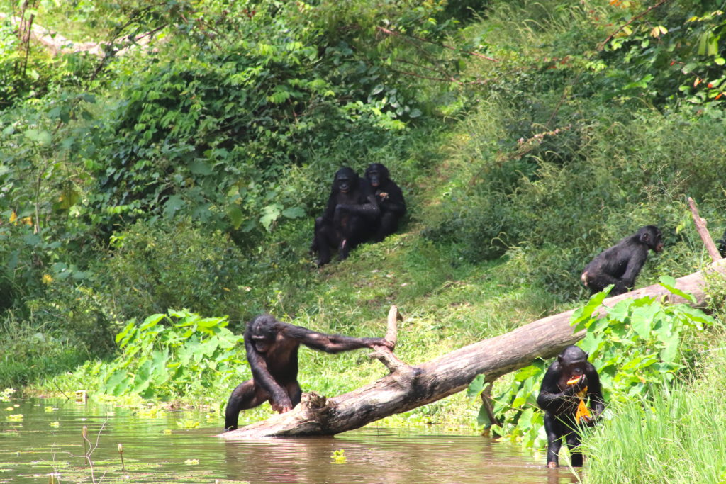 Bonobos-Kinshasa-RDC-FemmExpat